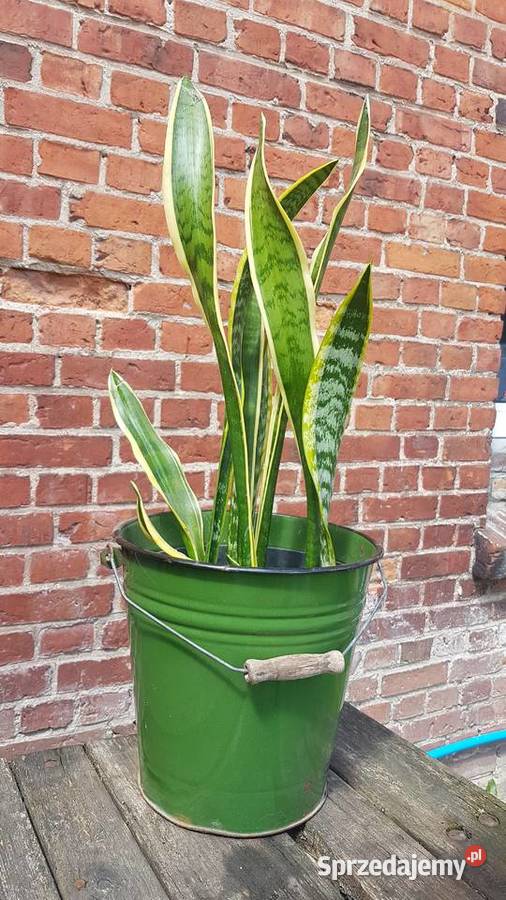 sansevieria długie liście Białogard