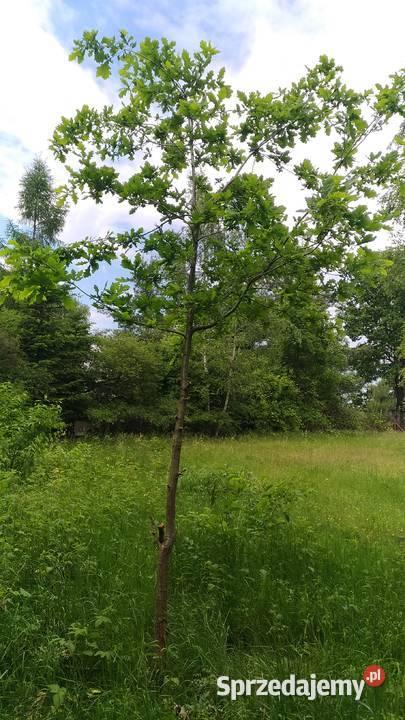 Drzewka Dąb Sosna Brzoza kopane Łódź sprzedam