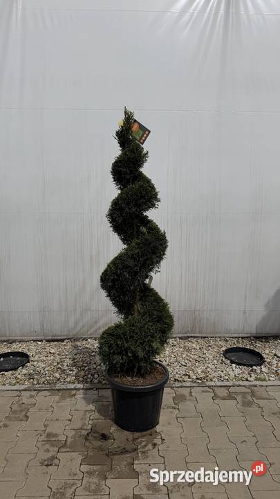 Cyprysowiec Leylandii Spirala 125150 wielkopolskie Kobyla Góra