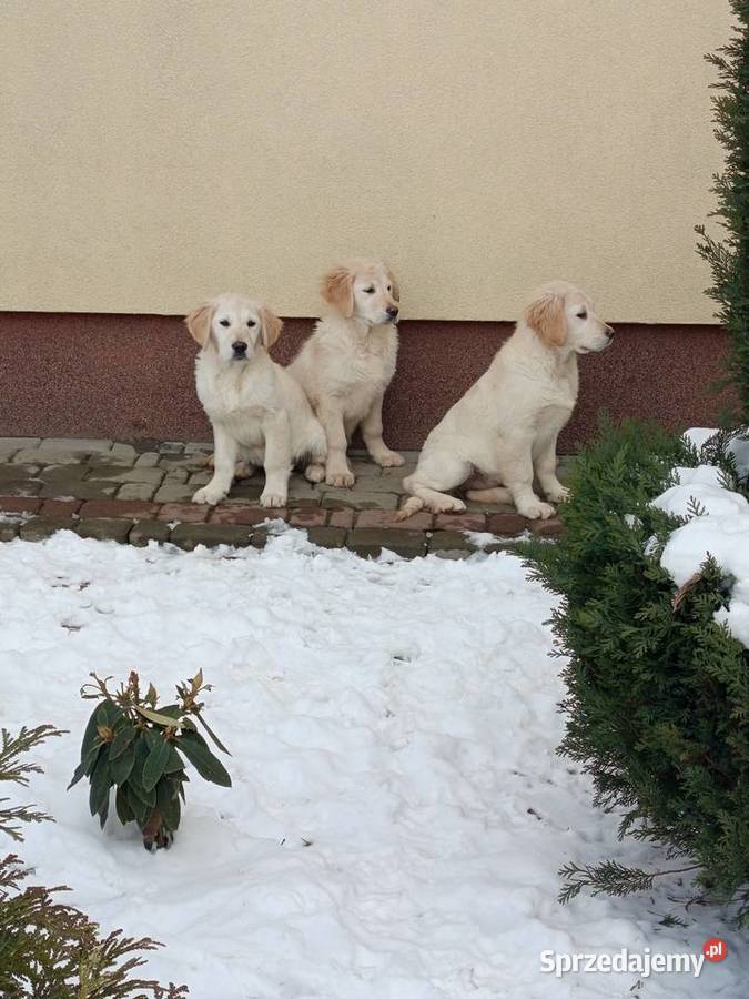Golden RETRIEVER podkarpackie Tarnobrzeg
