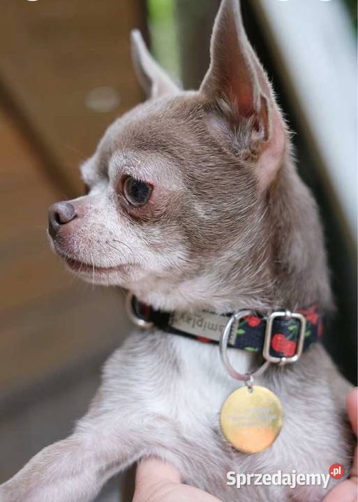 Reproduktor Chihuahua 25 Zkwp Czechowice-Dziedzice