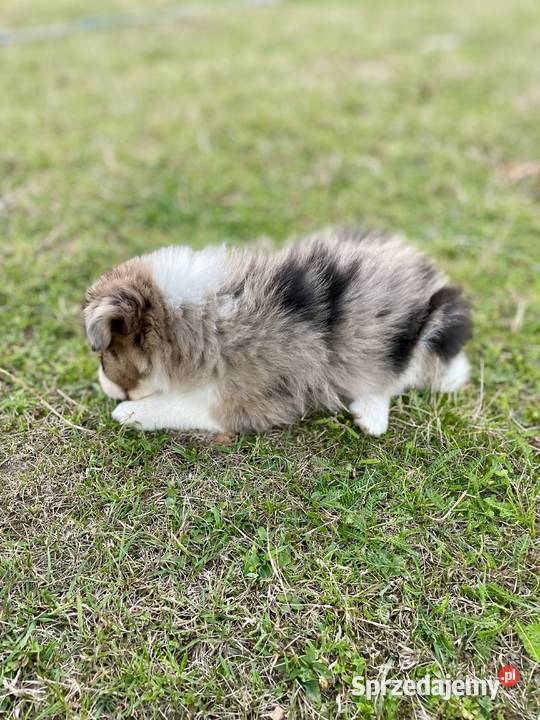 Border collie piesek samiec merle Zwierzęta Ostrowiec Świętokrzyski sprzedam