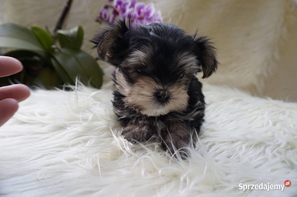 York Maltańczyk York Sobótka sprzedam