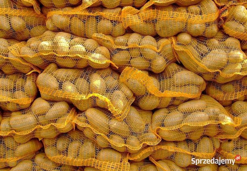 Ziemniaki Atol Bellarosa wrzesień 2025 nowe