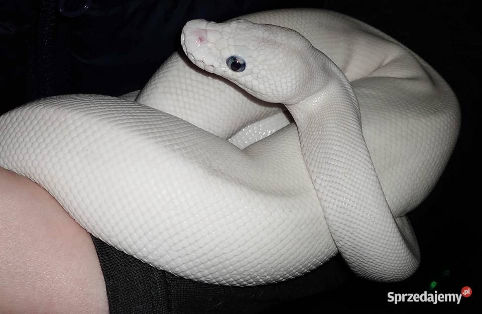 Python regius pyton królewski BIAŁA SAMICA Super mazowieckie Warszawa