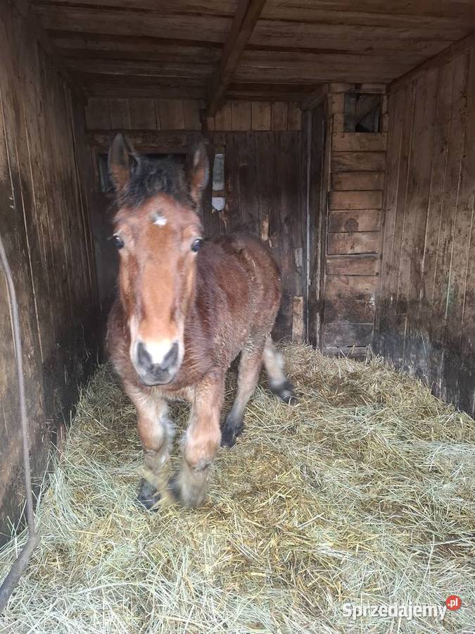 Ogierek 6 miesięcy Majdan Kozic Górnych