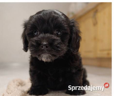 Maltipoo suczka Krapkowice
