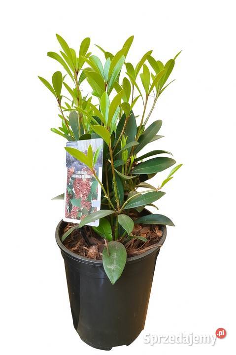 Skimia japonica duża okrągła donica 2l Rośliny