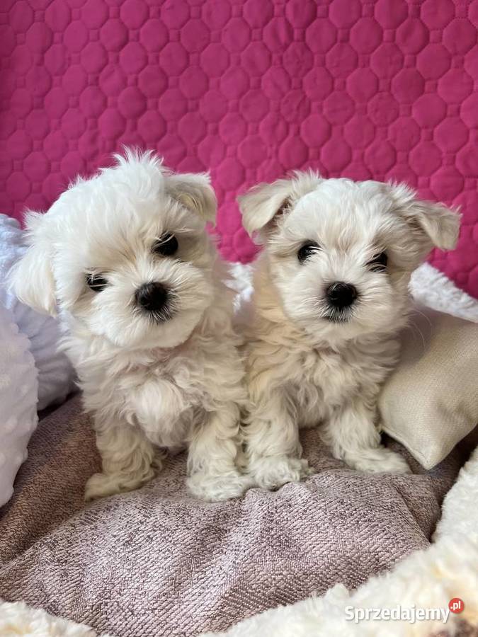 Maltańczyk z rodowodem Rybnik