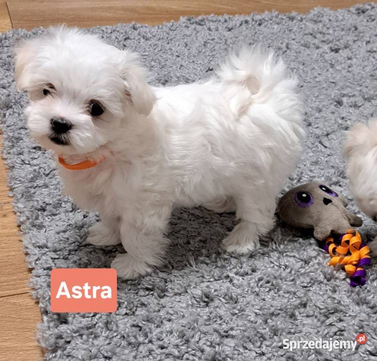 Maltańczyki suczki Łuków sprzedam