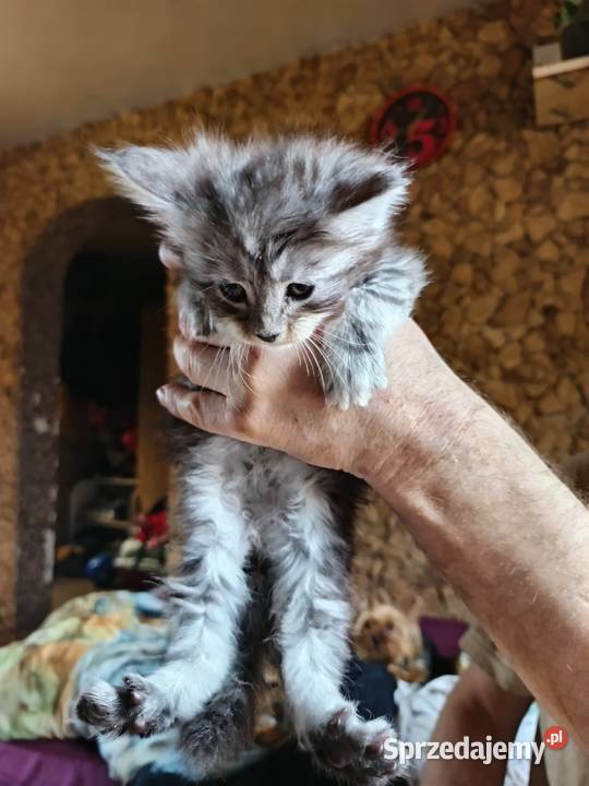 Śliczne kocięta Maine coon z rodowodem Prawęcin sprzedam