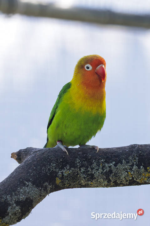 Papuga Nierozłączka wielkopolskie Mochy