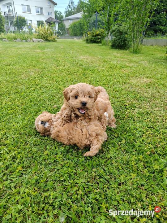 Szczenięta Maltipoo Maltańczyk Pudel Toy Zręcin