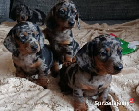 Jamnik krótkowłosy merle podlaskie Augustów