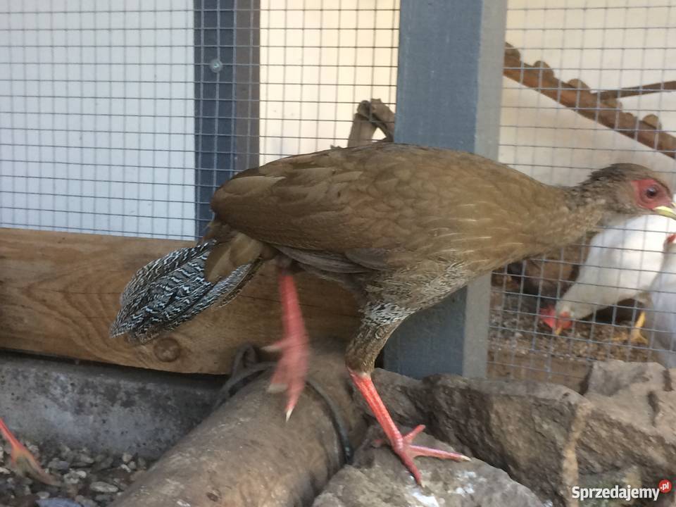 Bażant srebrzysty diamentowy mongolski Siewierz