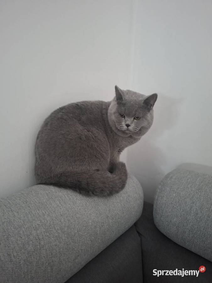 Kot brytyjski Chróścin