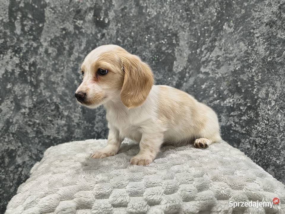 Jamnik długowłosy miniaturowy Dackel dachshund łódzkie Żychlin
