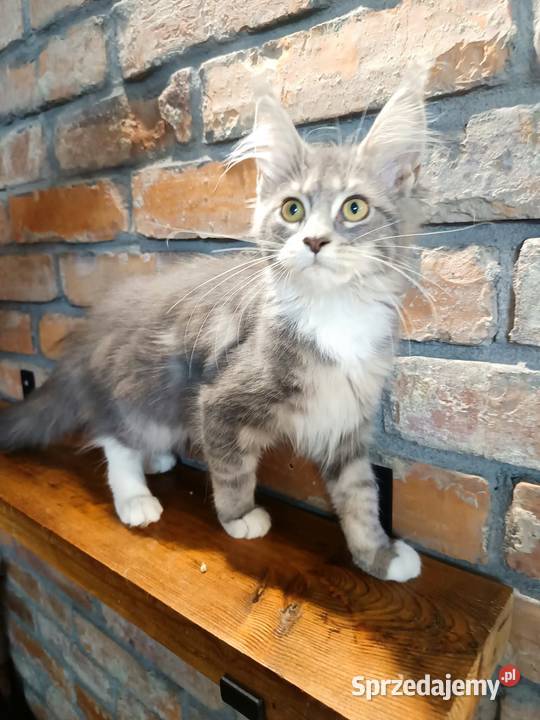 Oriel Wonder Maine Coon niebieska kotka z bielą Czempiń