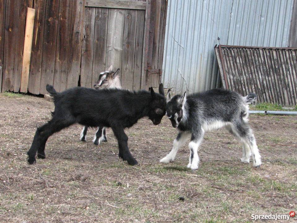 TANIO Młode KOZY kózki koźlęta koziołki capki sprzedam