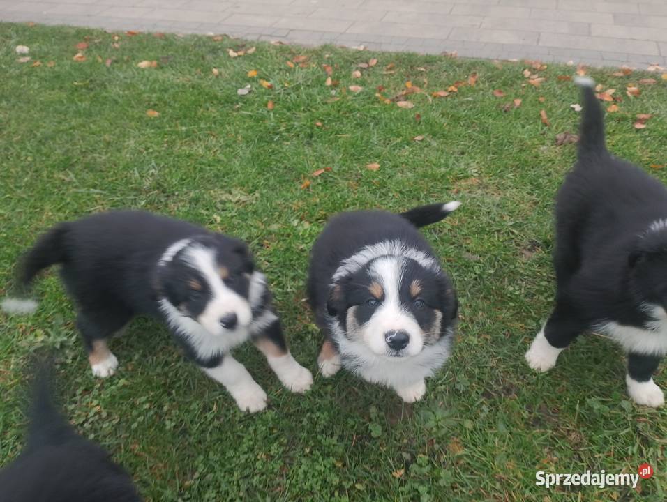 Piękne Border Collie wielkopolskie