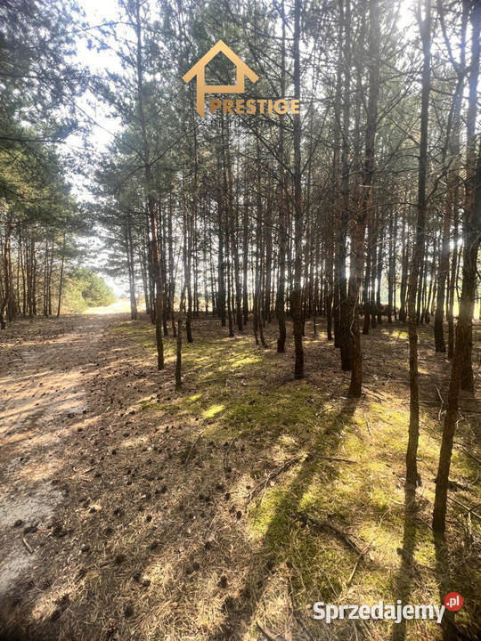 Działki rekreacyjne Jeziorem Powidzkim 839m2 Skrzynka
