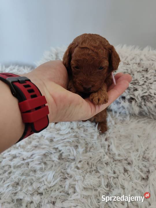 Suczki Pudel Toy do rezerwacji rodzice z Koninko