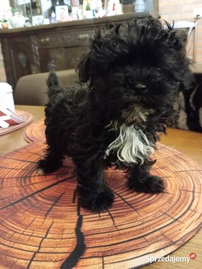 Sprzedam pieska rasy Rosyjska Bolonka Kolorowa Środa Wielkopolska