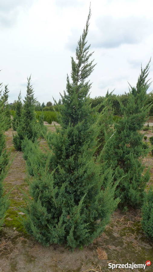 Jałowiec Obelisk Konin
