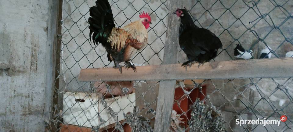 Sprzedam koguuty
