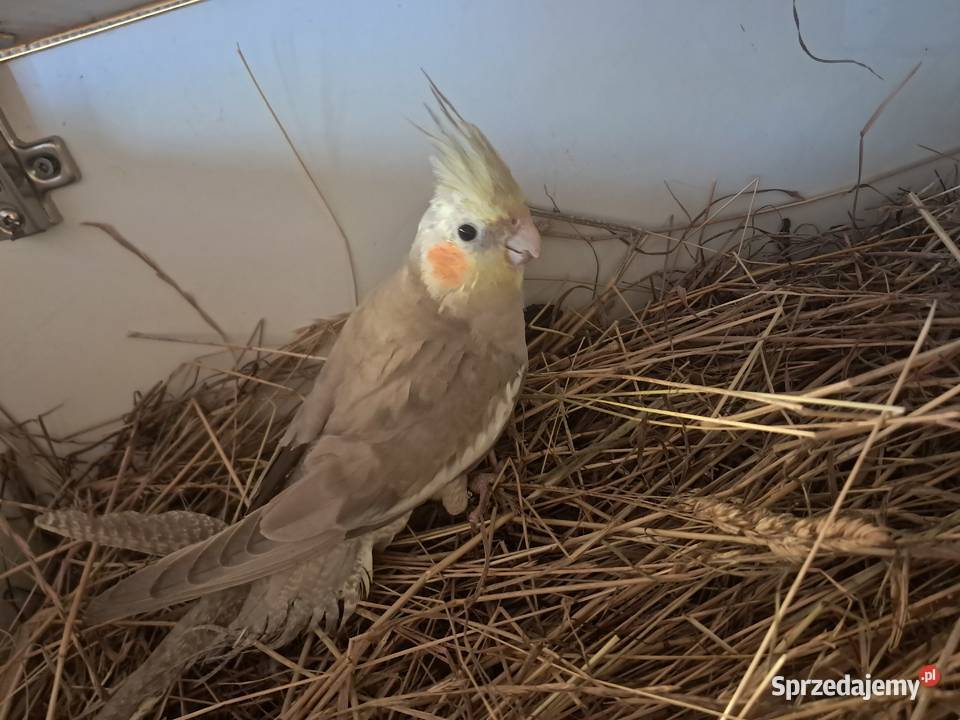 samiczka nimfa z 2025roku Skarżyn