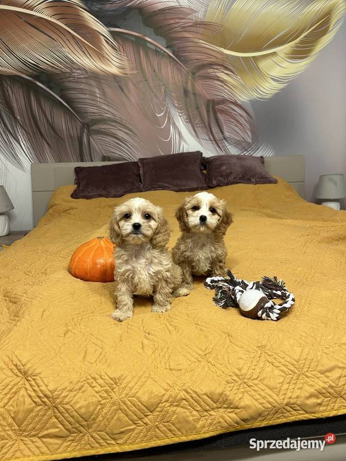 Cavapoo hybryda F1 Starogard Gdański