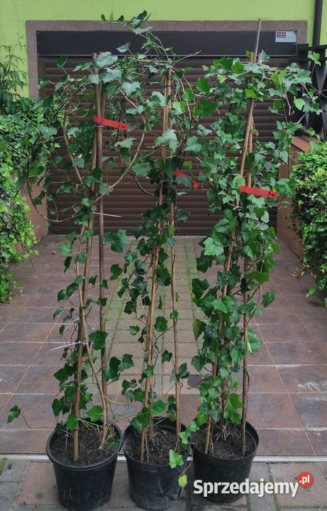 Duże Bluszcze Hedera Helix 250300 Liściaste Rośliny Jasieniec