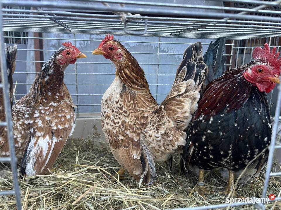 Kury seramy Zachowice