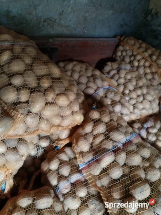 Ziemniaki paszowe odpad odsort Działoszyce