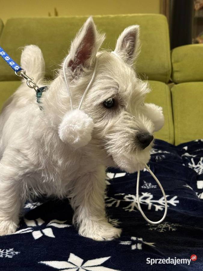 WEST HIGHLAND WHITE TERRIER Ozimek