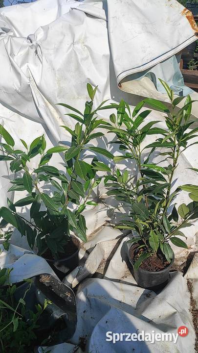 Laurowiśnia 70 Różne odmiany podkarpackie