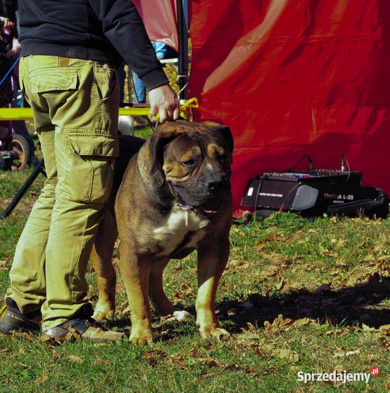 Boerboel Szczenięta mastifa Warszawa