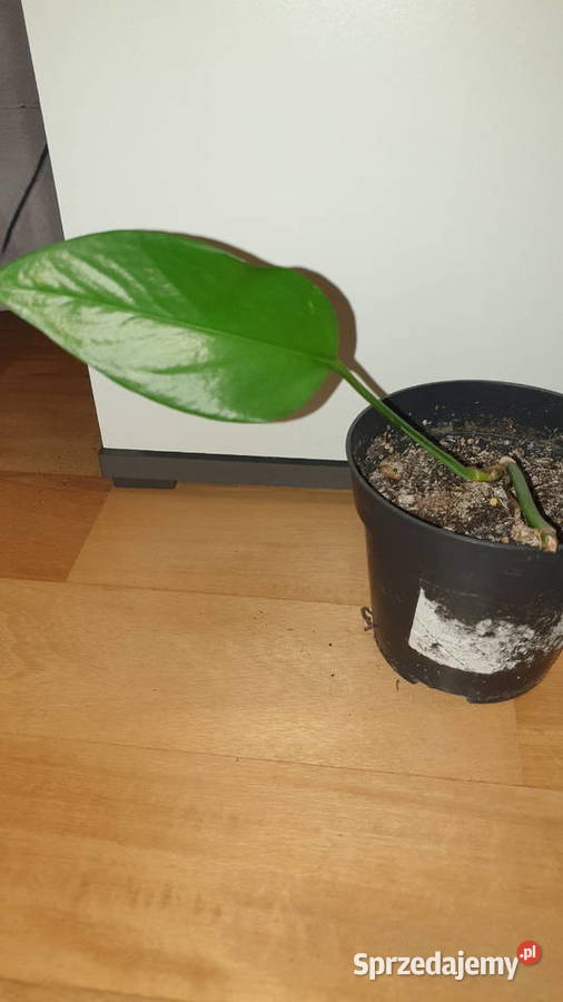 Epipremnum zielone roślina rosnąca Warszawa