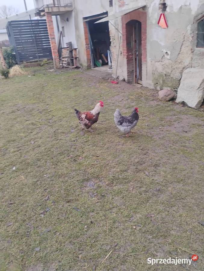 ayami cemani sprzedam