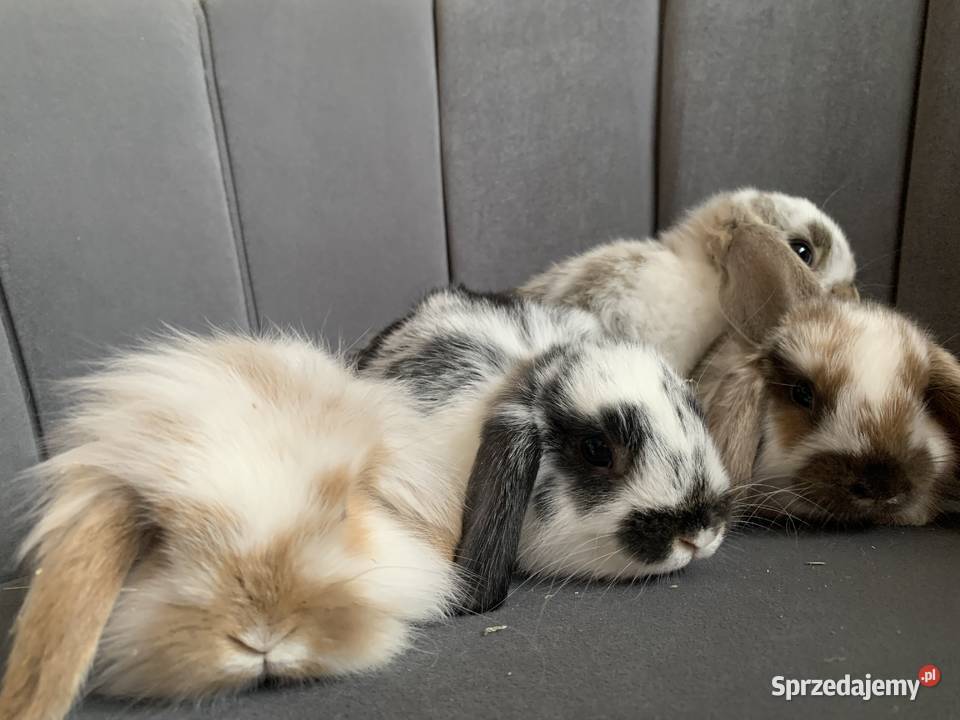 Królik miniaturka baranek mini lop Zwierzęta Gniezno