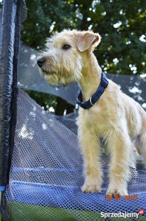 Szczenięta Irish Soft Coated Wheaten Terrier Warszawa