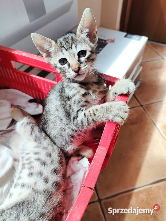 Kocurki savannah f5 Piąte pokolenie serwalu sprzedam