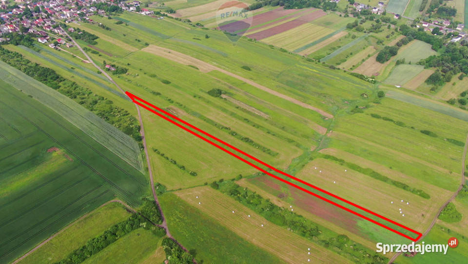 Działka rolna PorębaNiwki rolna Sprzedaż Poręba
