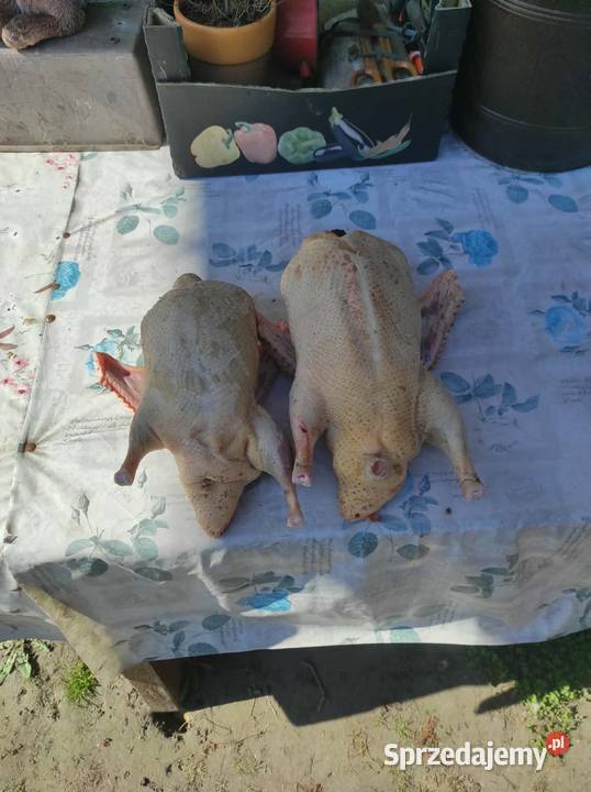 Drób ekologiczny Giełda zwierząt Busko-Zdrój sprzedam