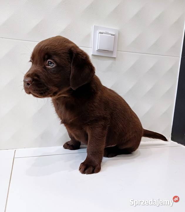 Labrador Retriever Leszno sprzedam
