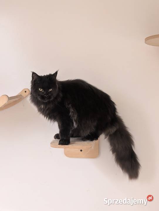 Flavio kocurek Maine Coon Adopcja płatna