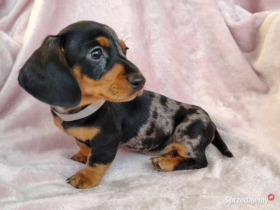 SUCZKA Jamnik krótkowłosy Merle podpalana Kraków sprzedam