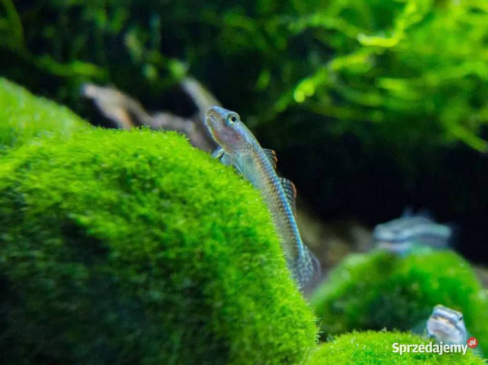 Babka sumatrzańska Stiphodon atropurpureus pomorskie Gdańsk sprzedam