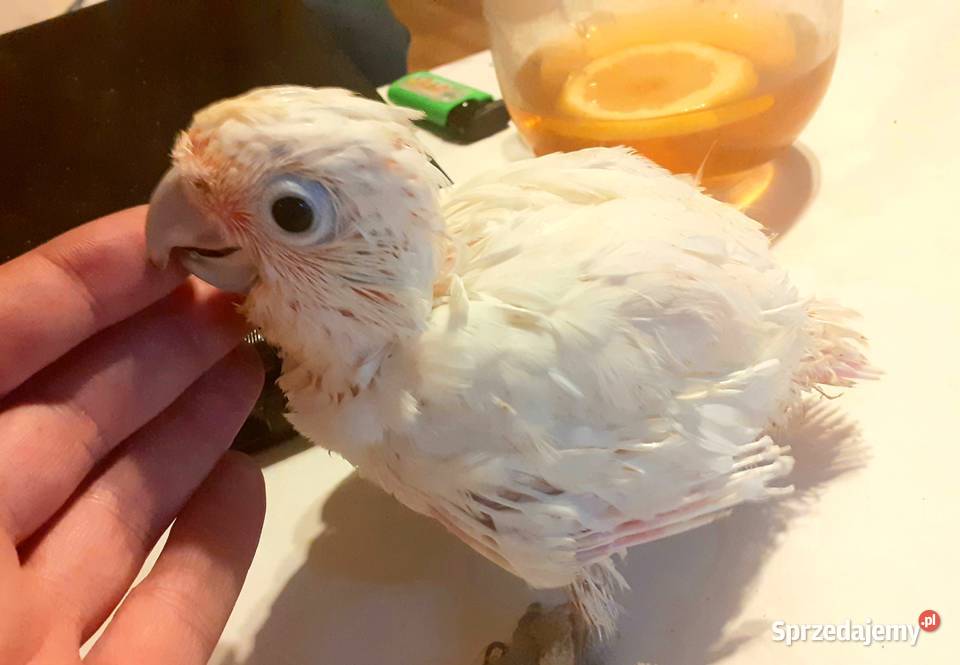 Papuga kakadu różowa ręcznie karmiona Warszawa sprzedam