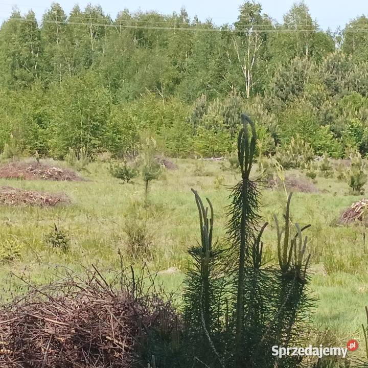 sprzedam działkę budowlaną w Międzyborowie mazowieckie Międzyborów